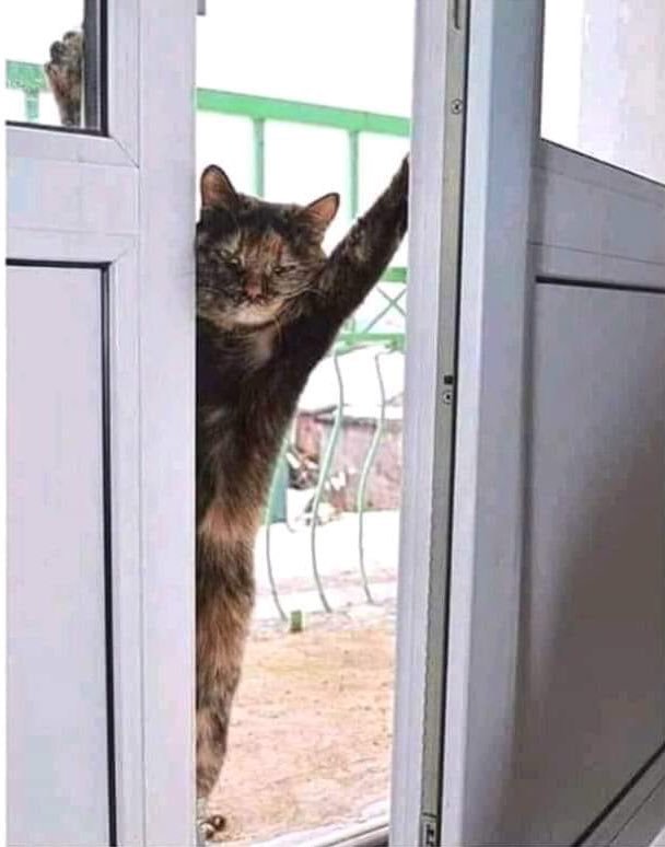 Cats