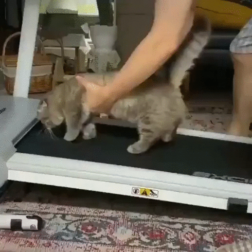 Cats