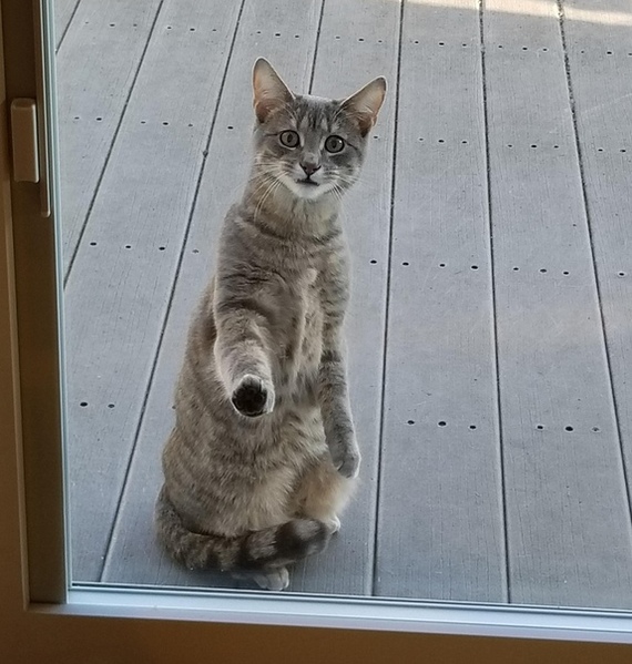 Cats
