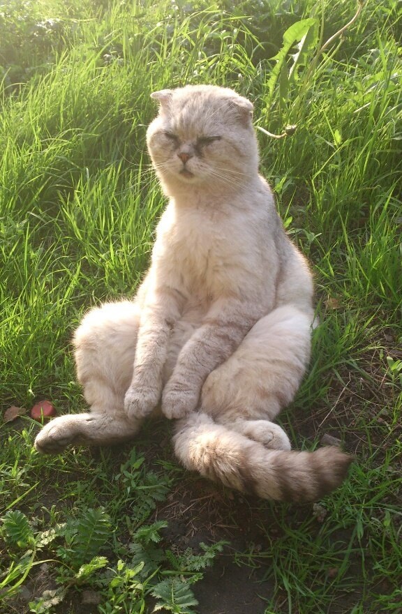 Cats