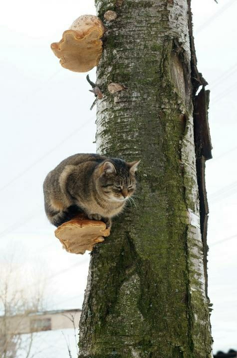 Cats