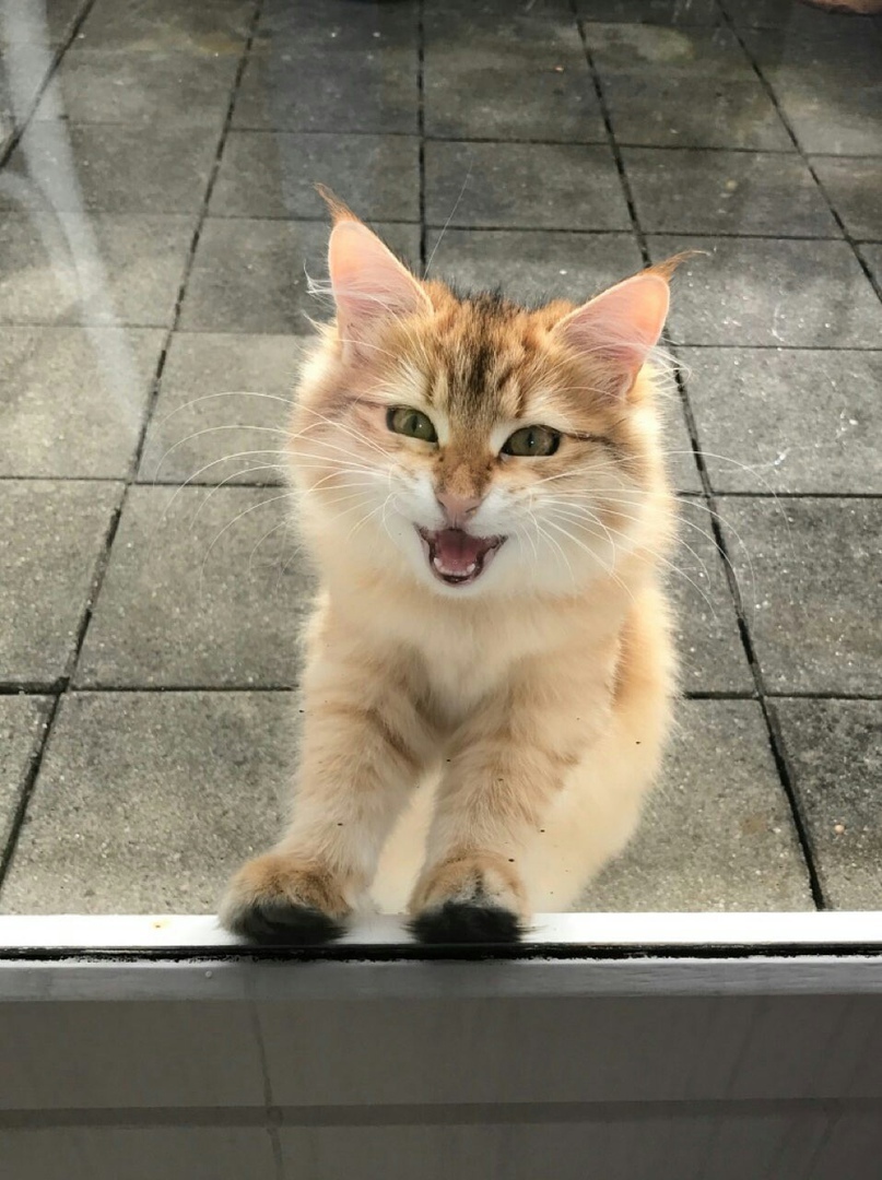 Cats