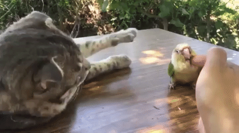 Cats