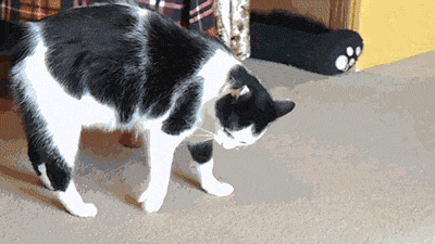 Cats