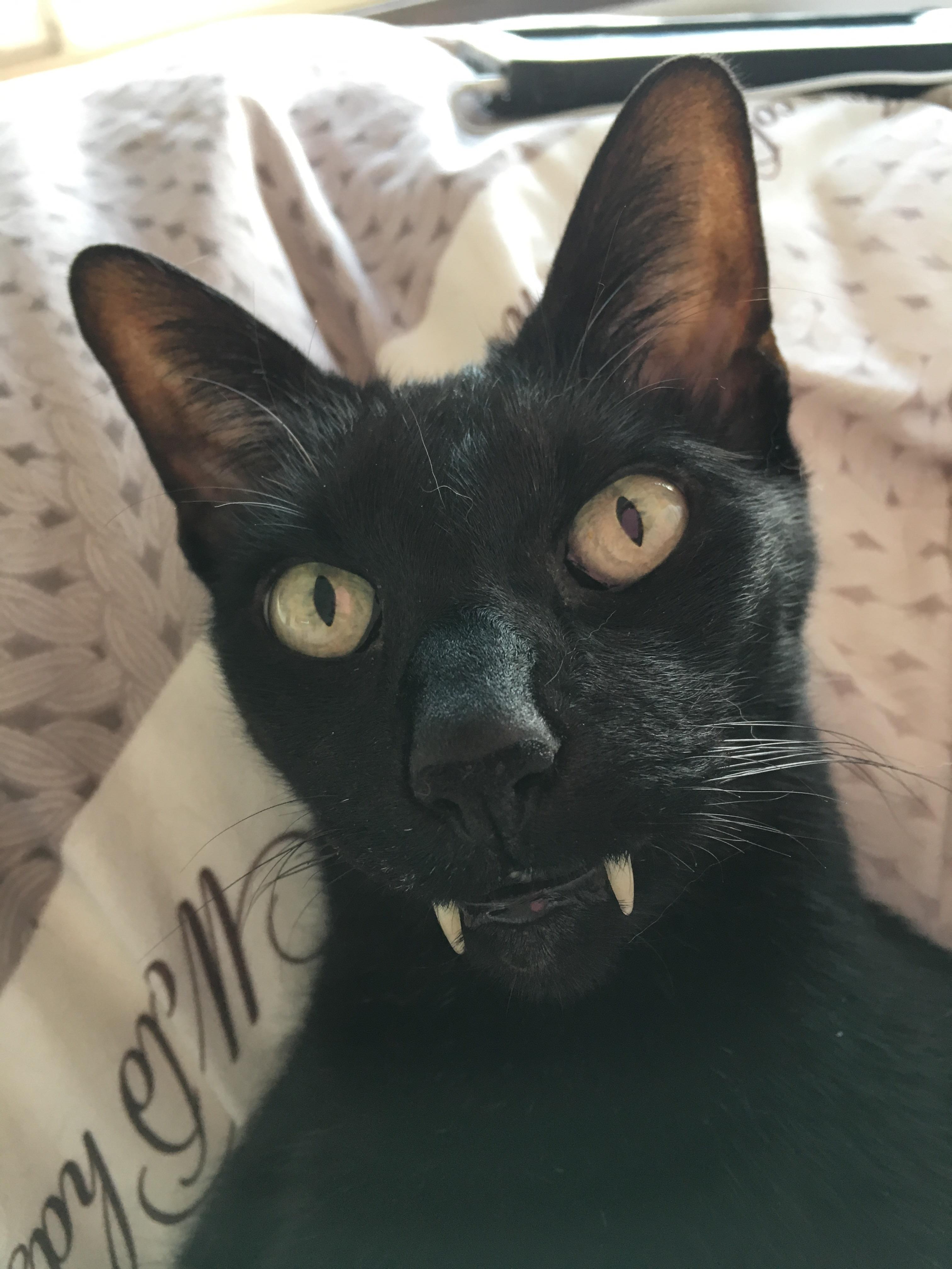Cats