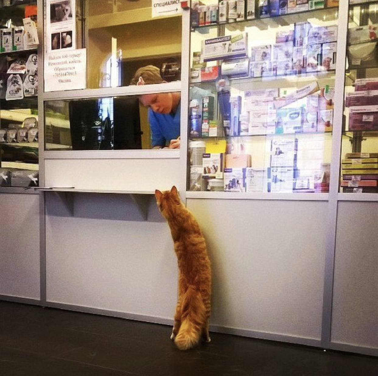 Cats