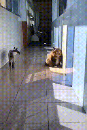 Cats