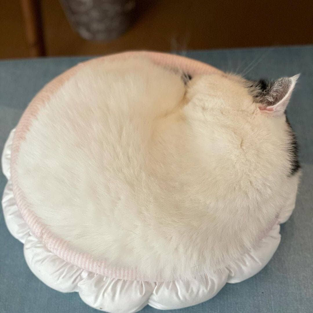 Cats