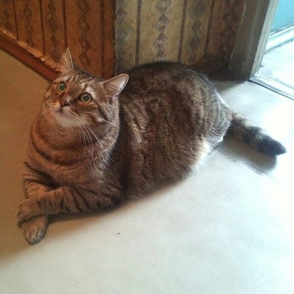 Cats