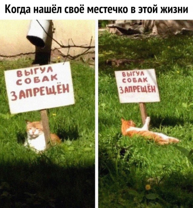 Cats