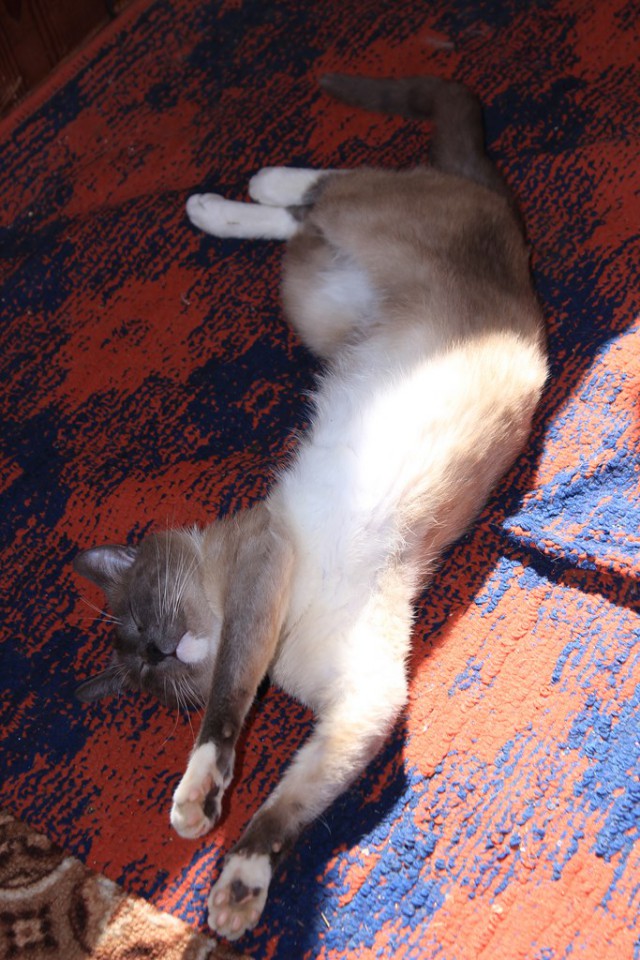 Cats