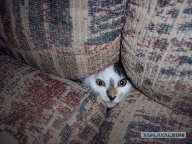 Cats