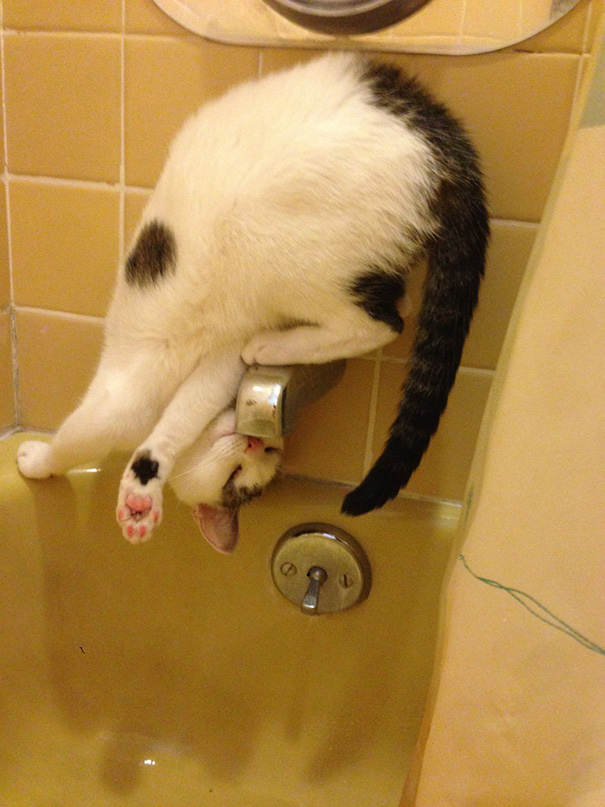 Cats