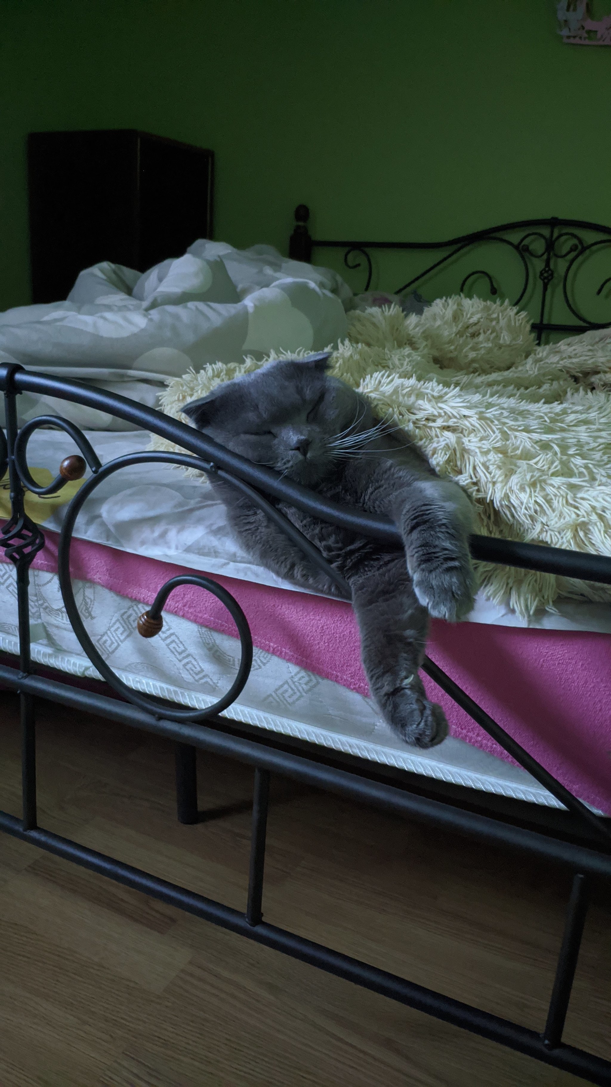 Cats