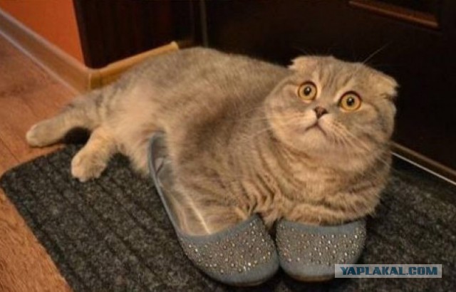 Cats