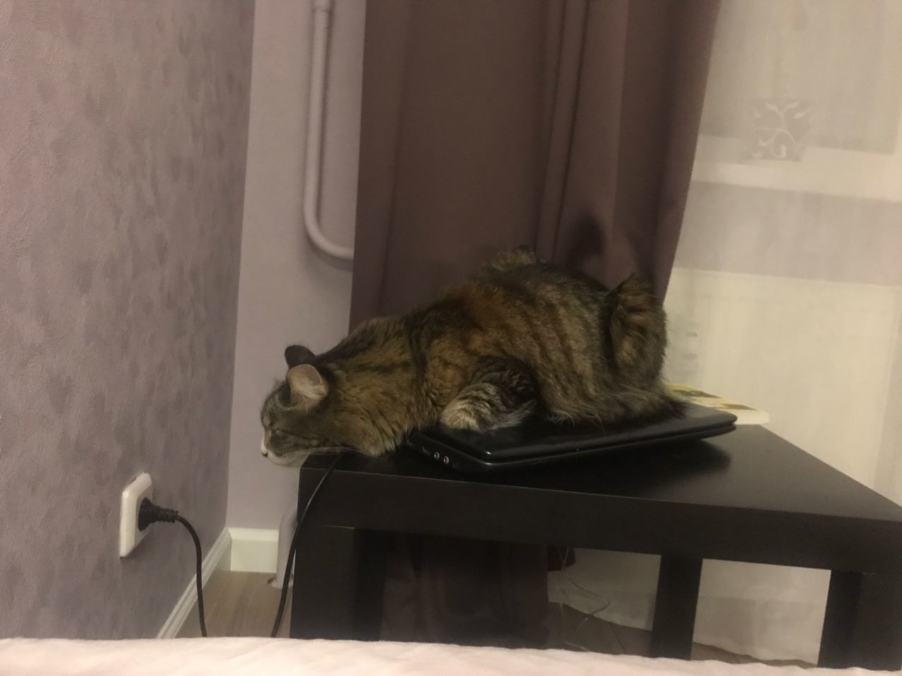 Cats