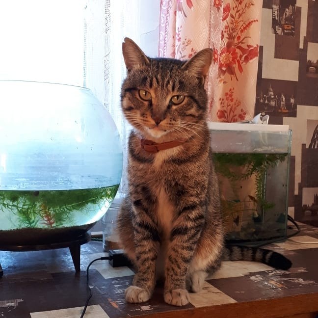 Cats