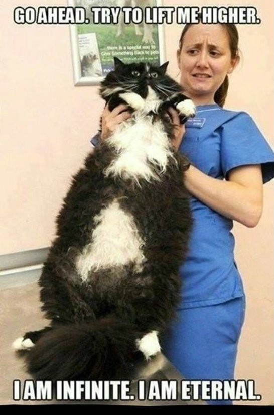 Cats
