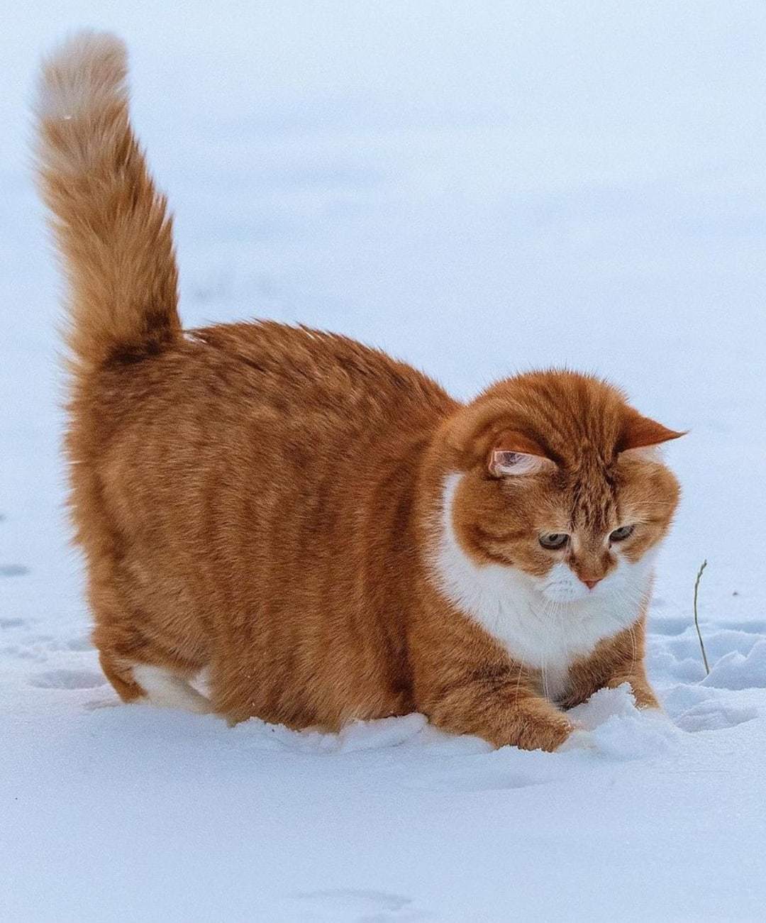 Cats