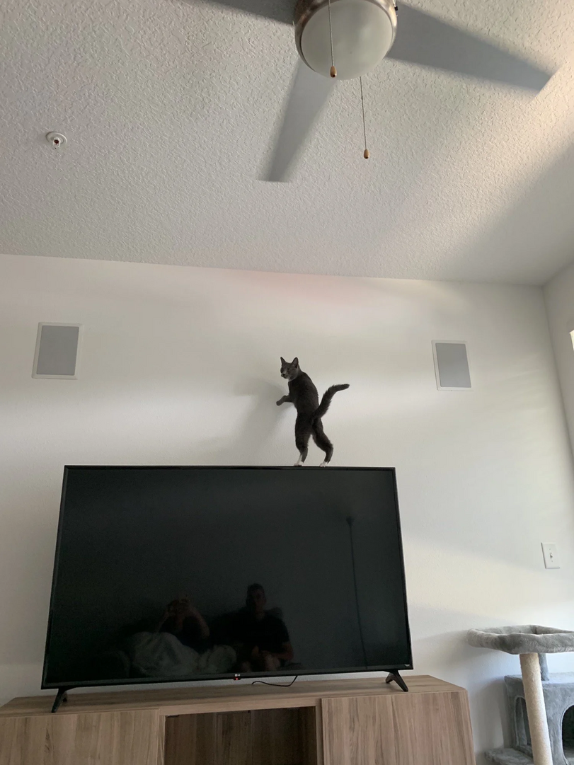 Cats