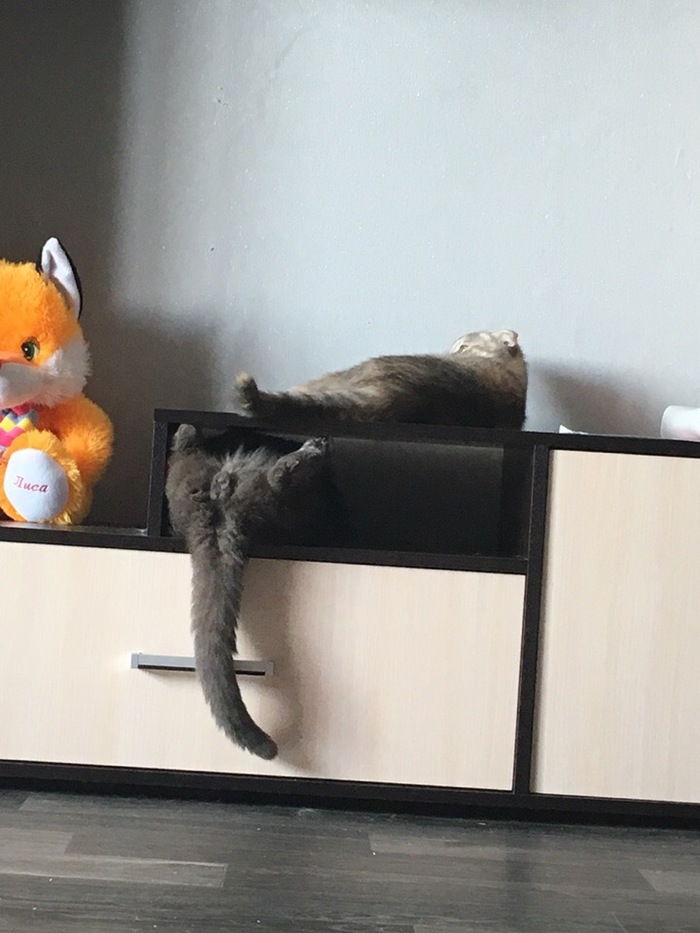 Cats