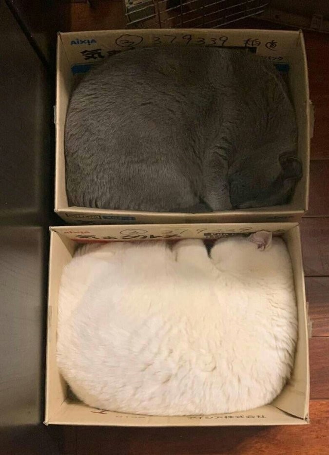 Cats