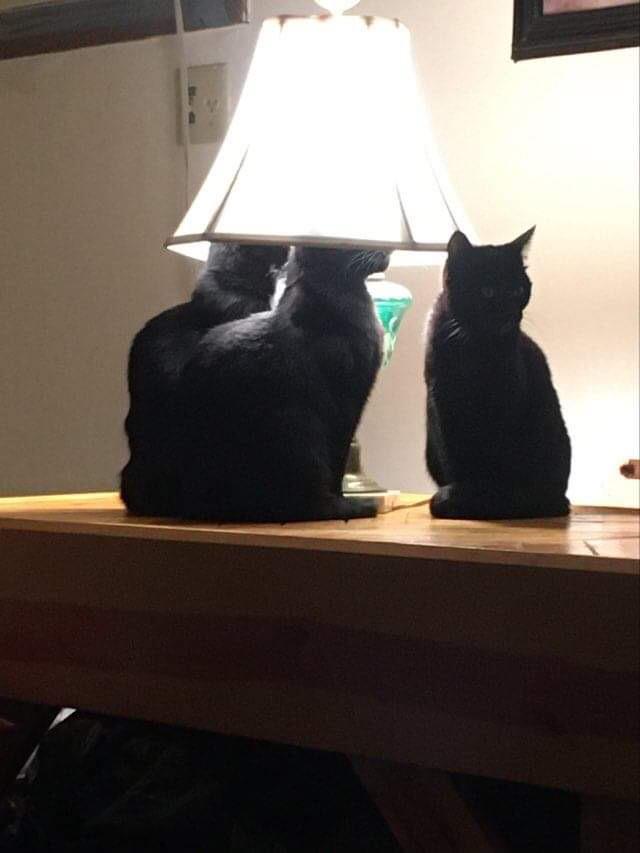 Cats