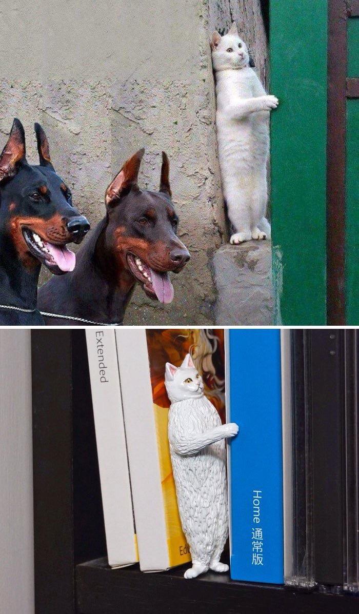 Cats