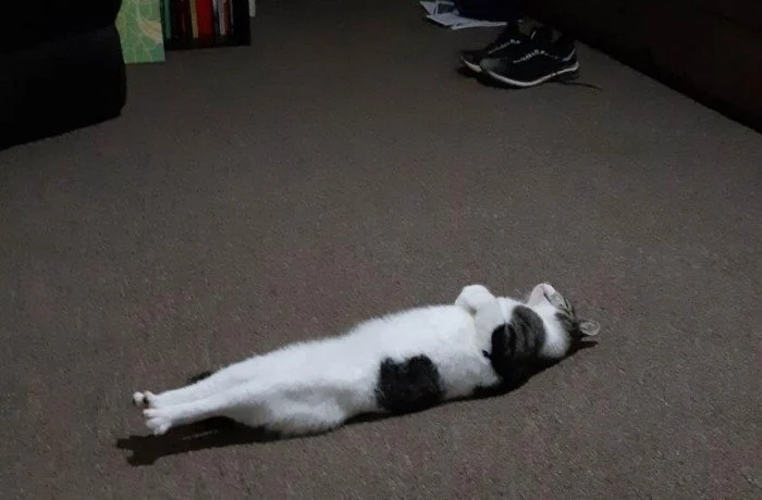 Cats