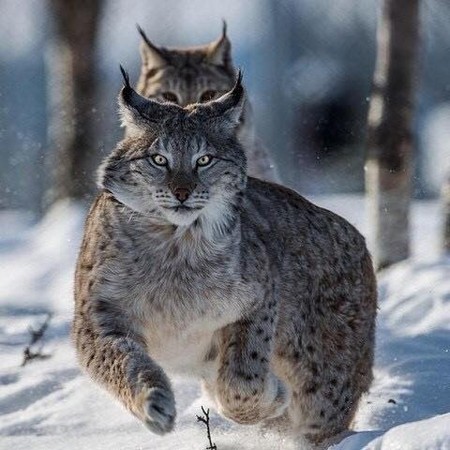 Cats