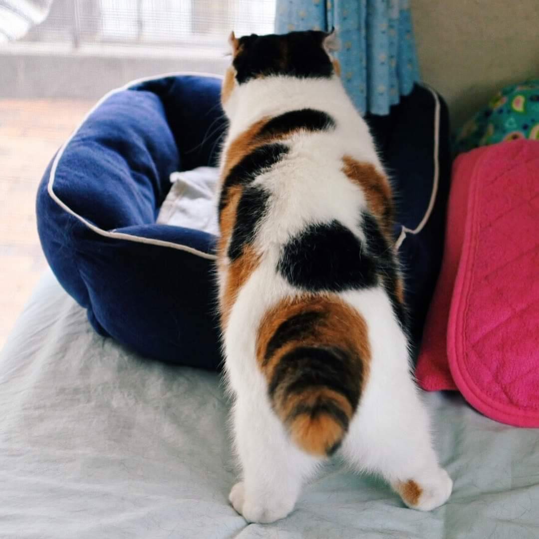 Cats