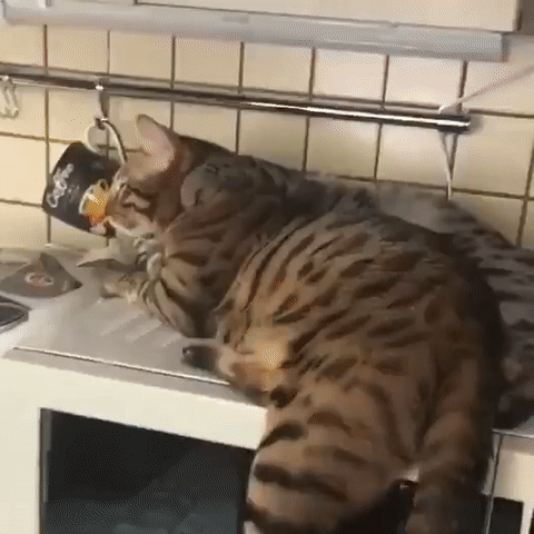 Cats