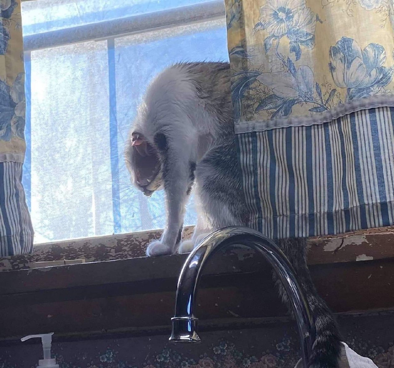 Cats