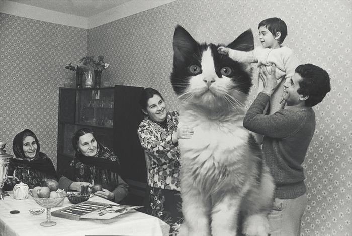 Cats