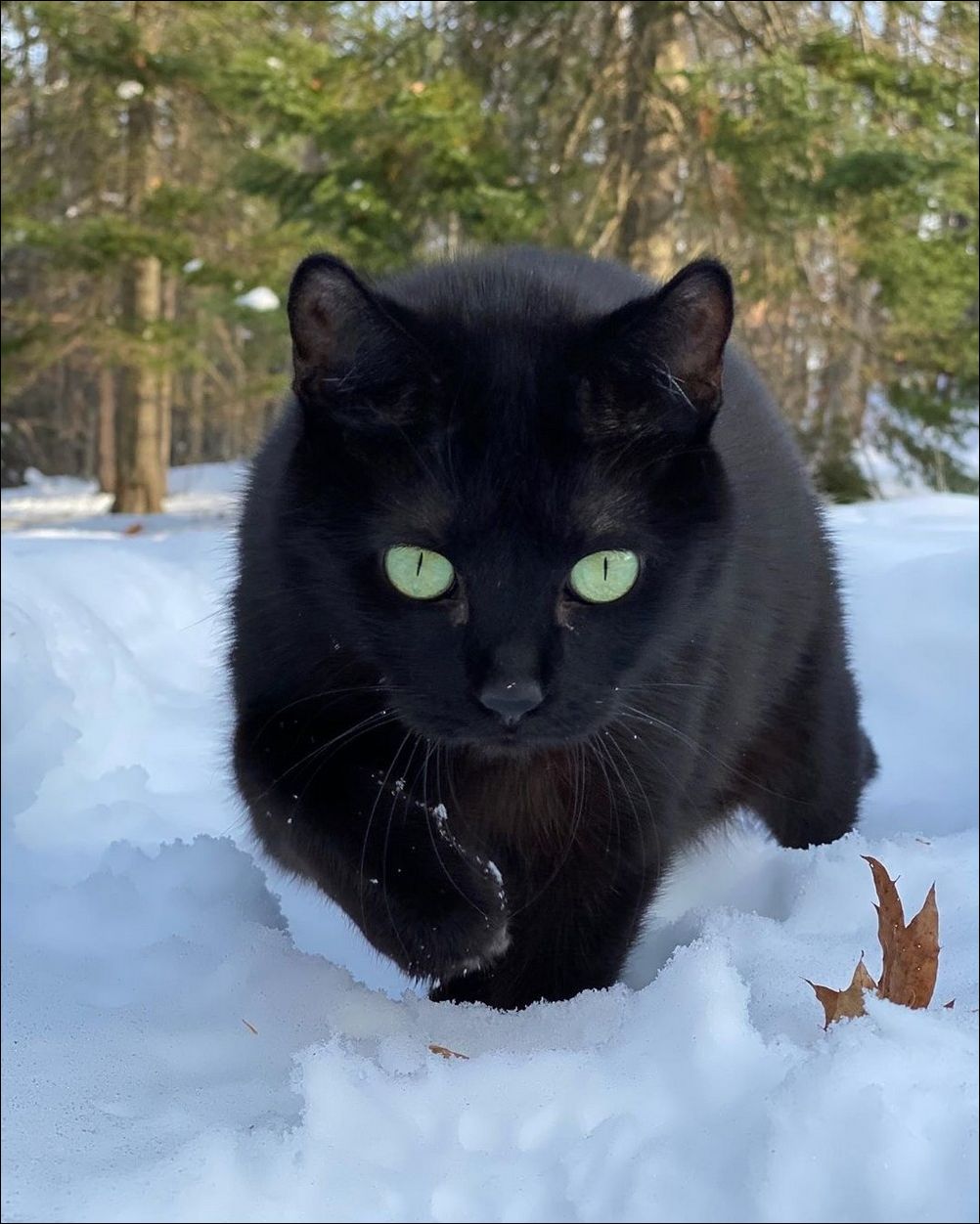 Cats