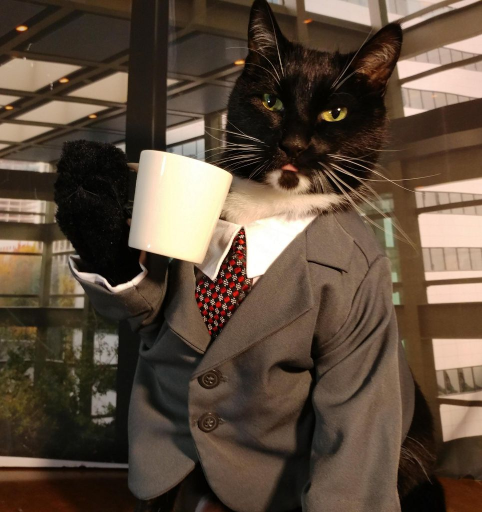 Cats