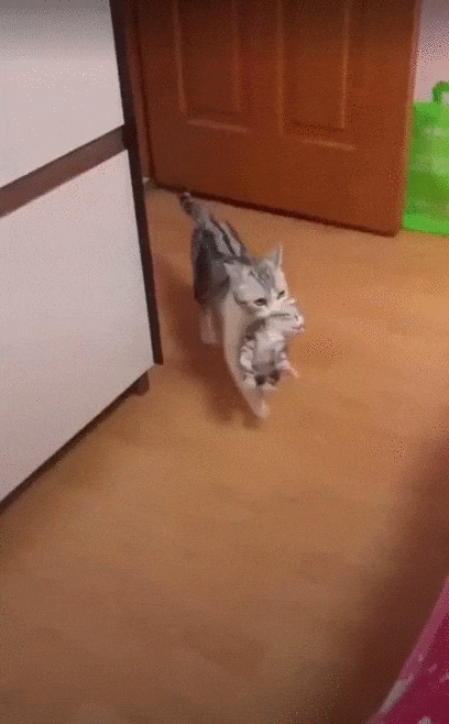 Cats