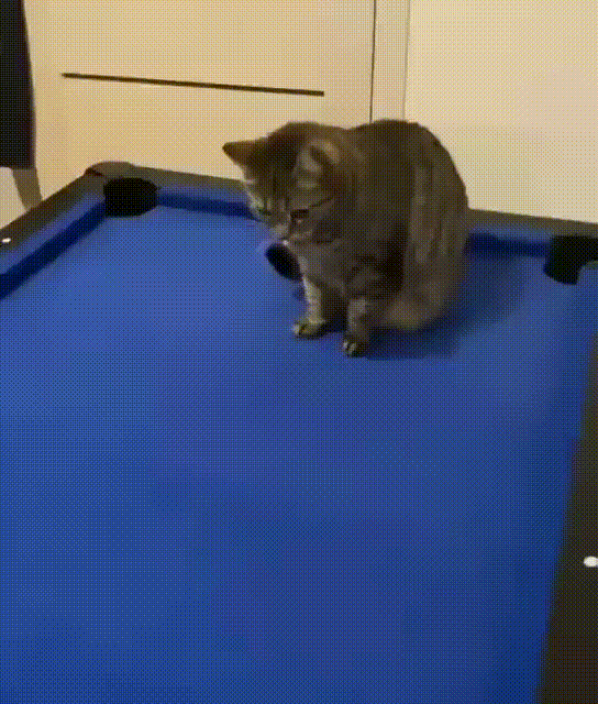 Cats