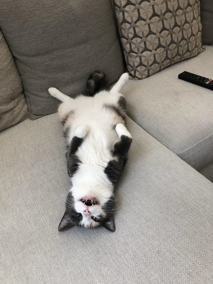 Cats