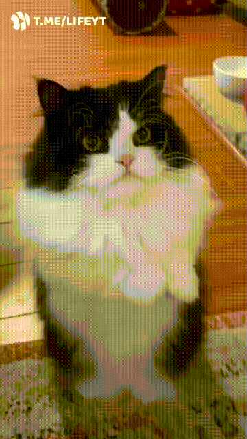 Cats