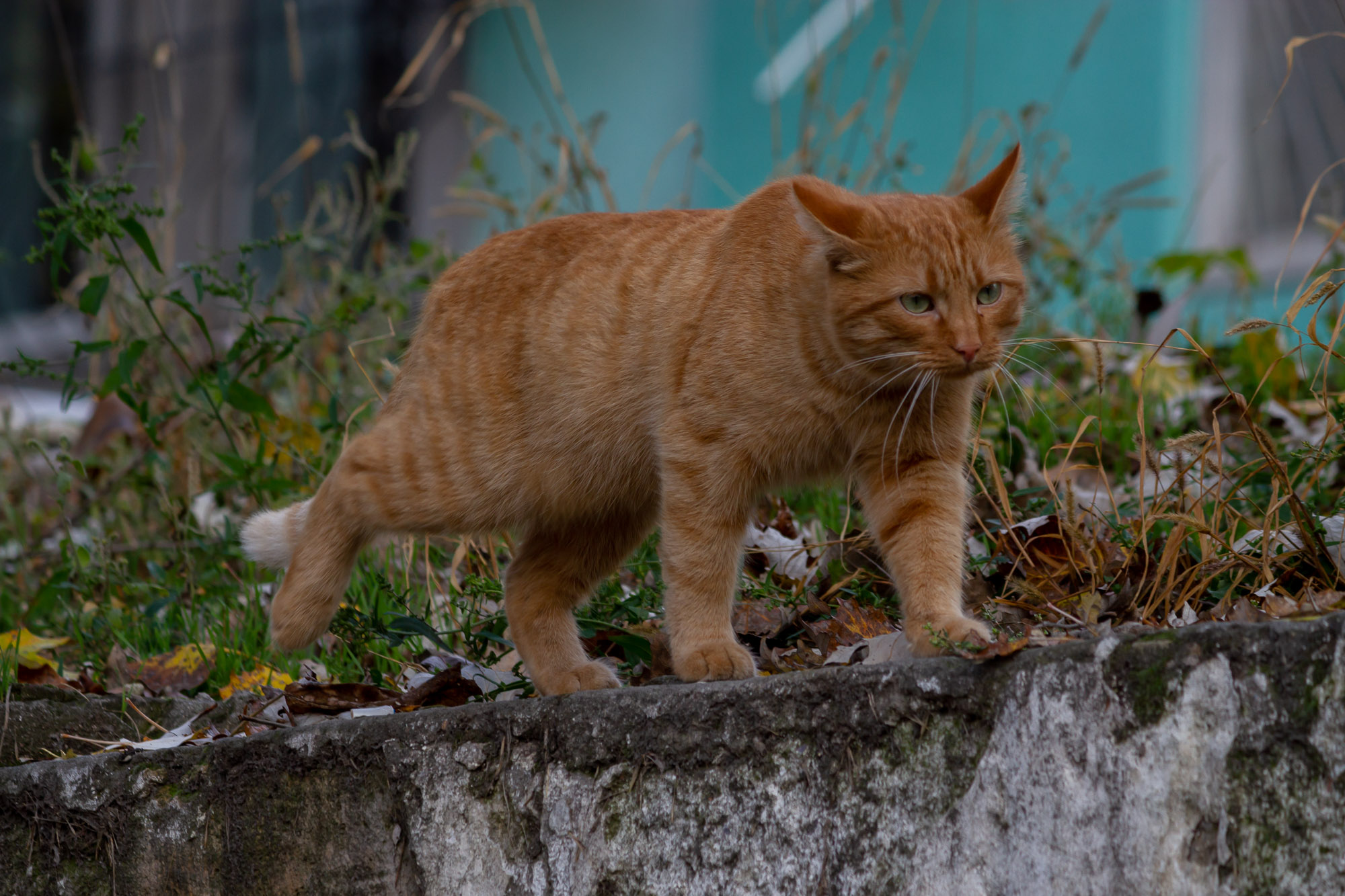 Cats