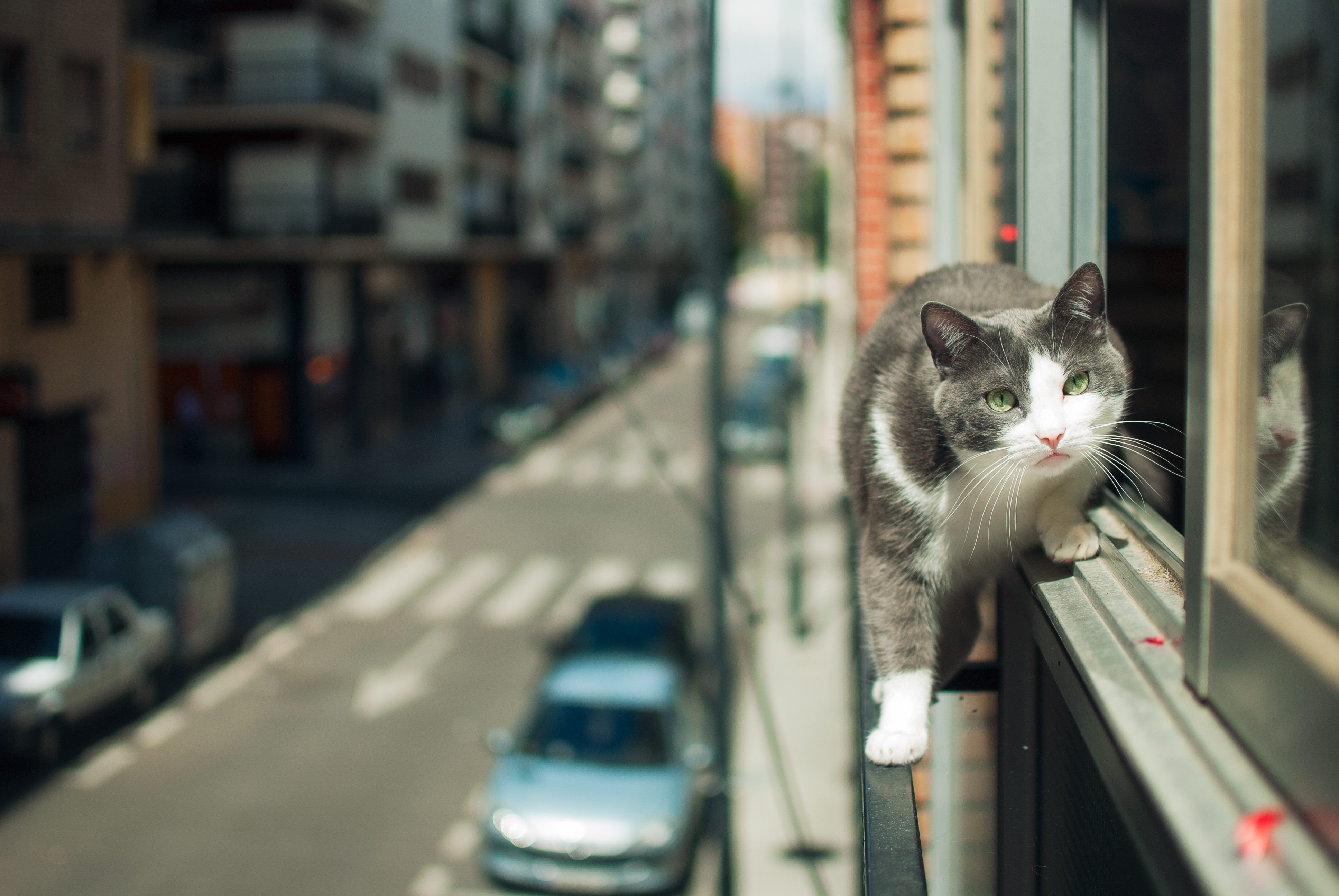 Cats