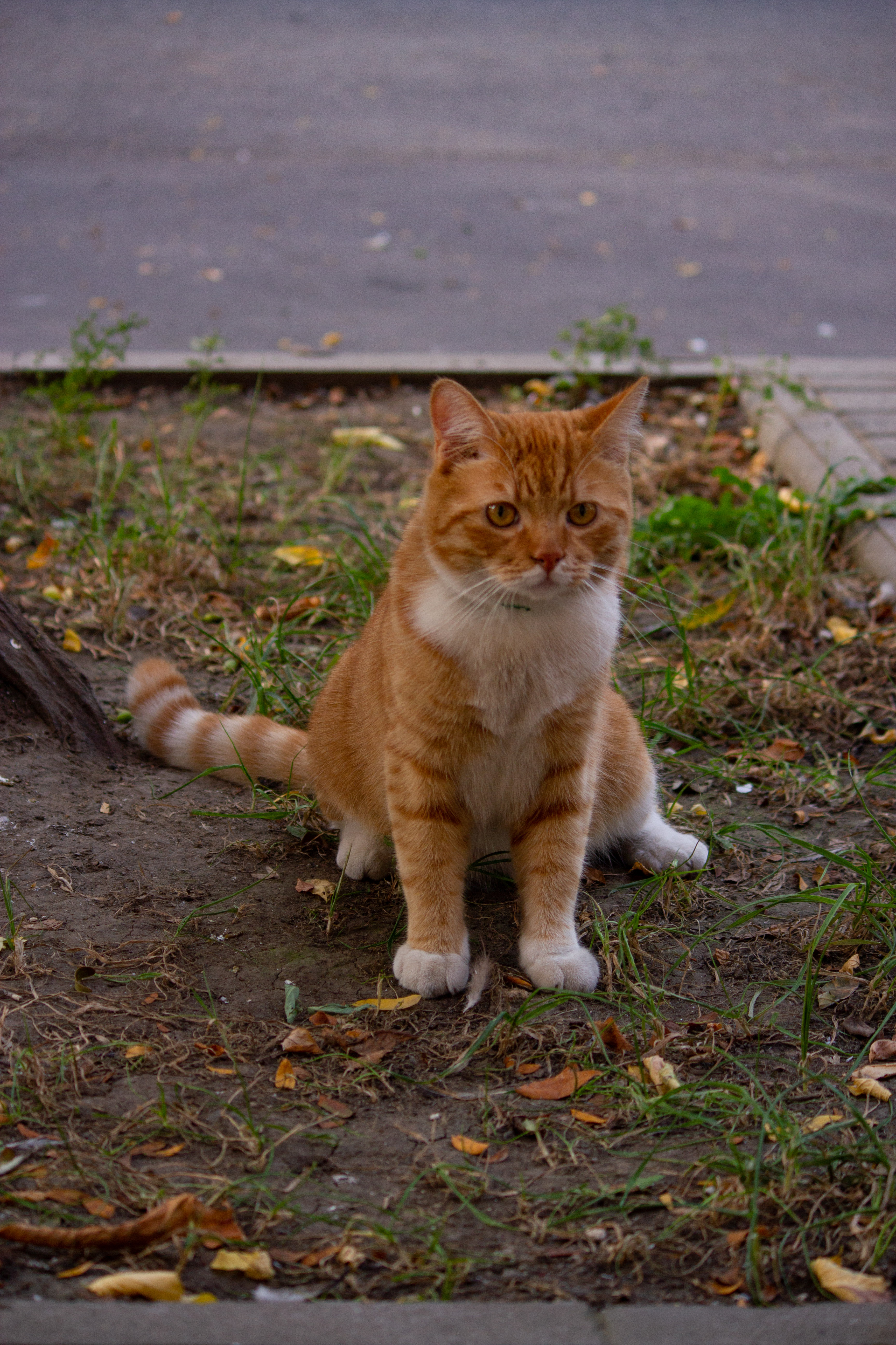 Cats