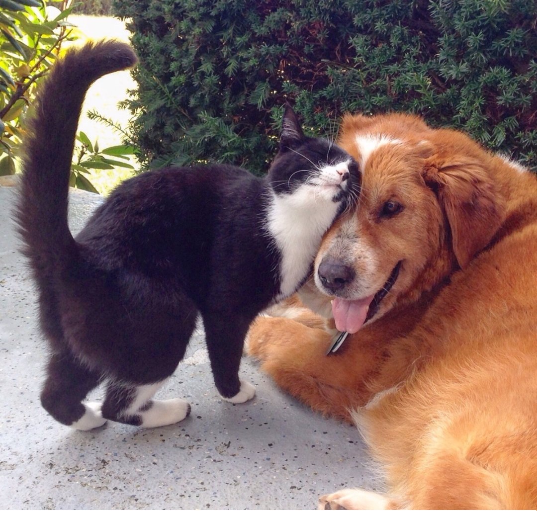 Cats
