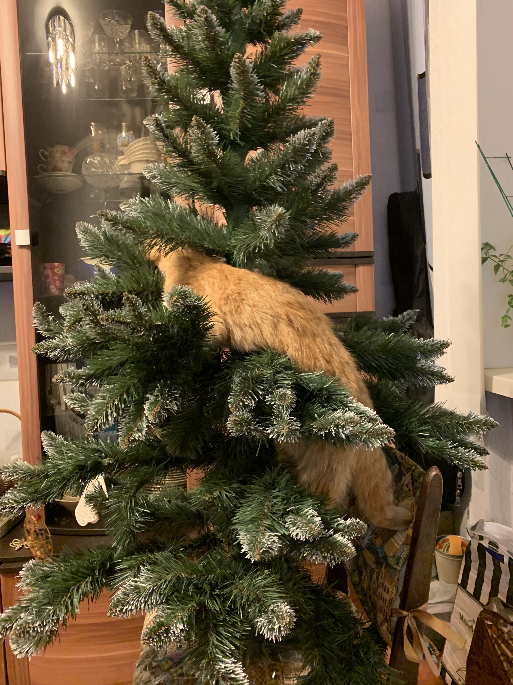 Cats