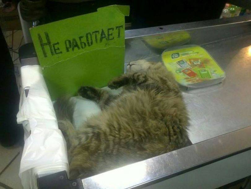Cats
