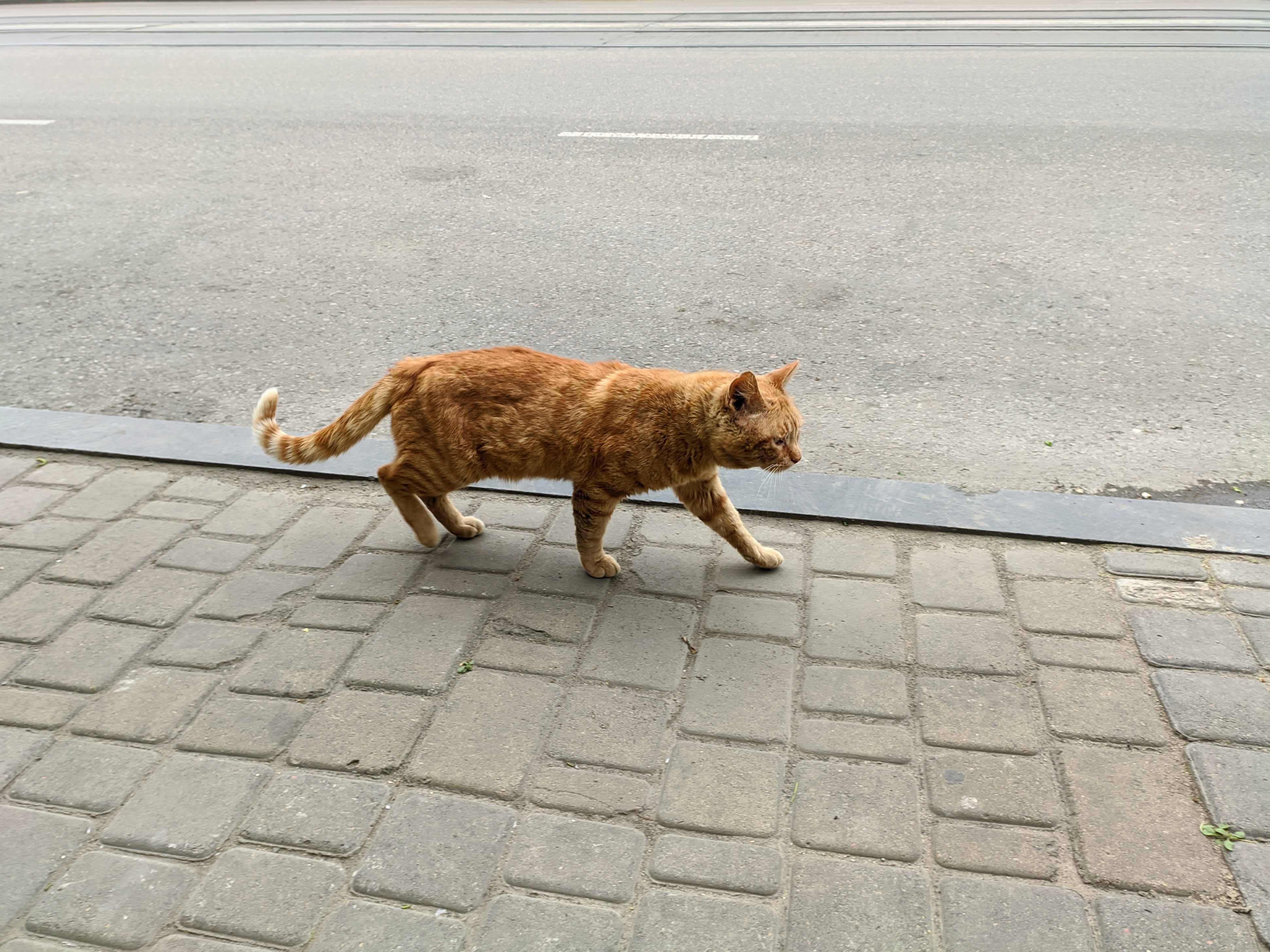 Cats