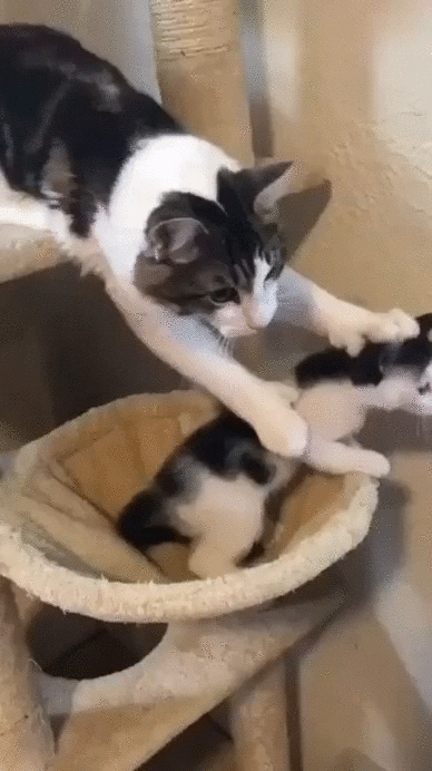 Cats