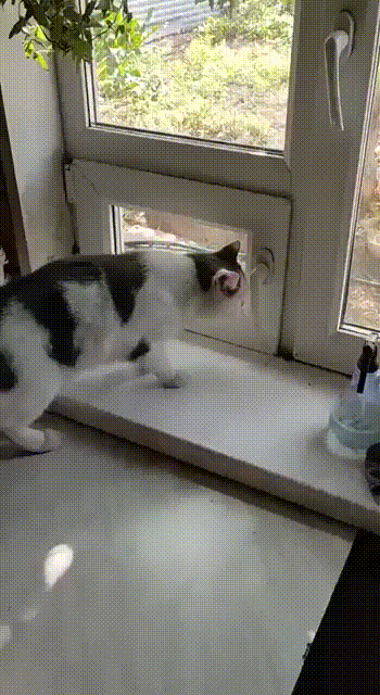 Cats