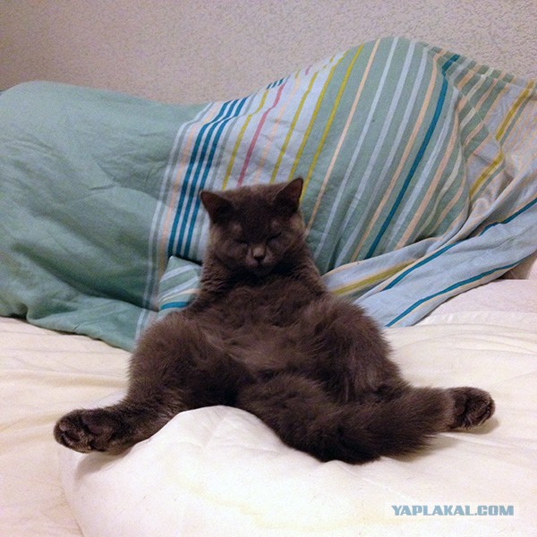 Cats